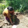 “හැදෙන රටට වැඩෙන ගසක් “රුක් රෝපණ වැඩසටහන